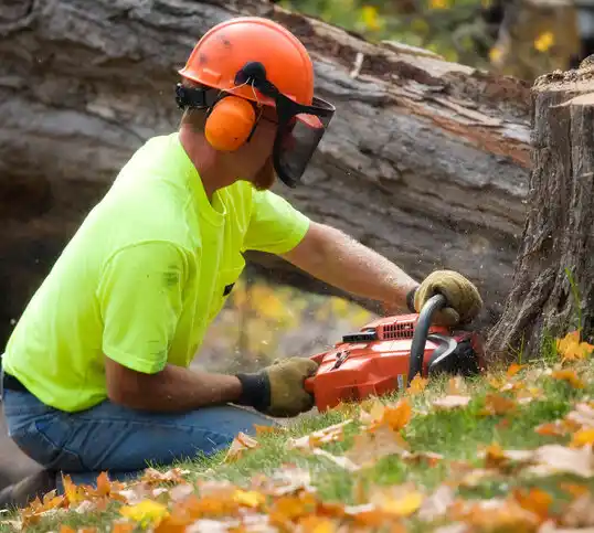 tree services Akron